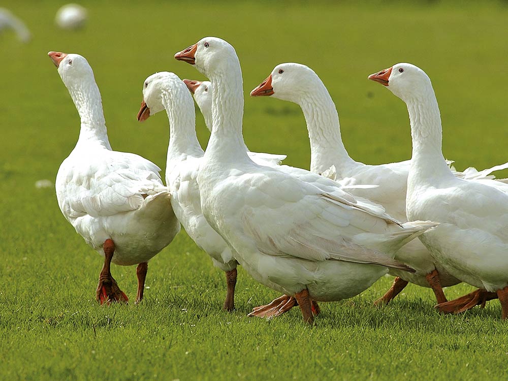Gänse auf einer Wiese, Bildnachweis: Lorenz Marken Geflügel GmbH & Co. KG