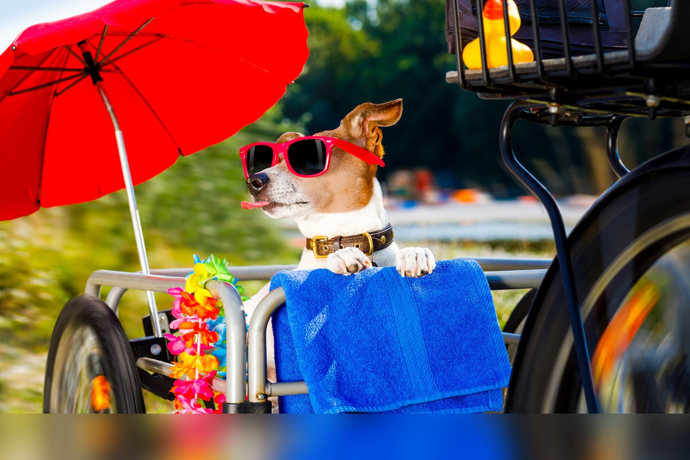 Hund mit Sonnenbrille auf Fahrradanhänger unter Sonnenschirm