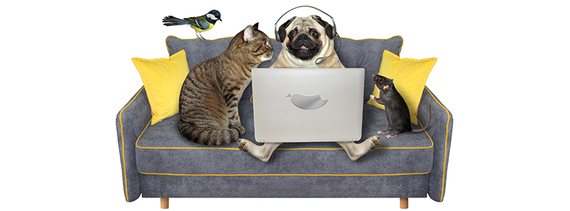 Tiere auf Couch mit Laptop
