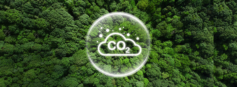Regenwald mit CO2-Wolke